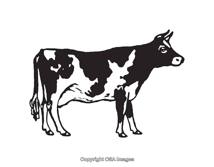 Black And White Line Art of a Cow Standing Side View
