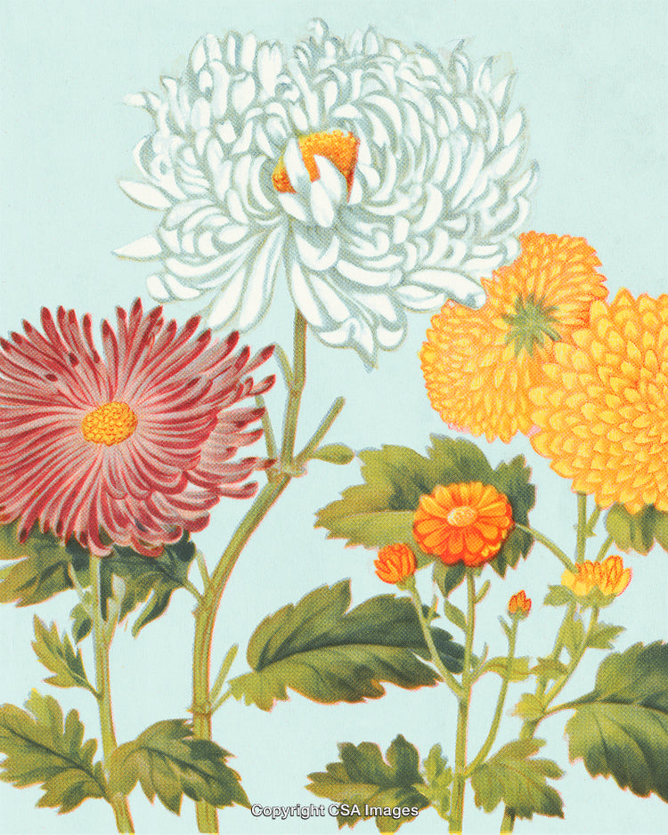 Vibrant Chrysanthemum Flowers in Bloom with Colorful Petals and Green Leaves