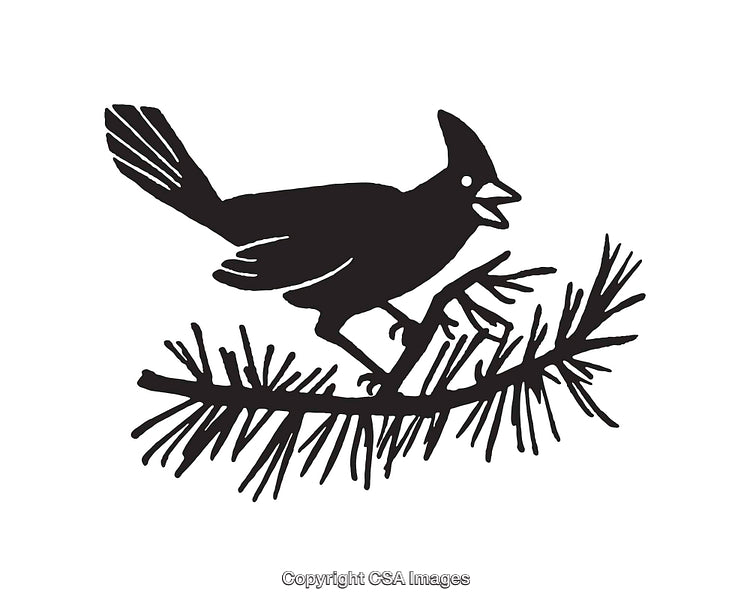 Silhouette of a Bird Perched on a Pine Tree Branch