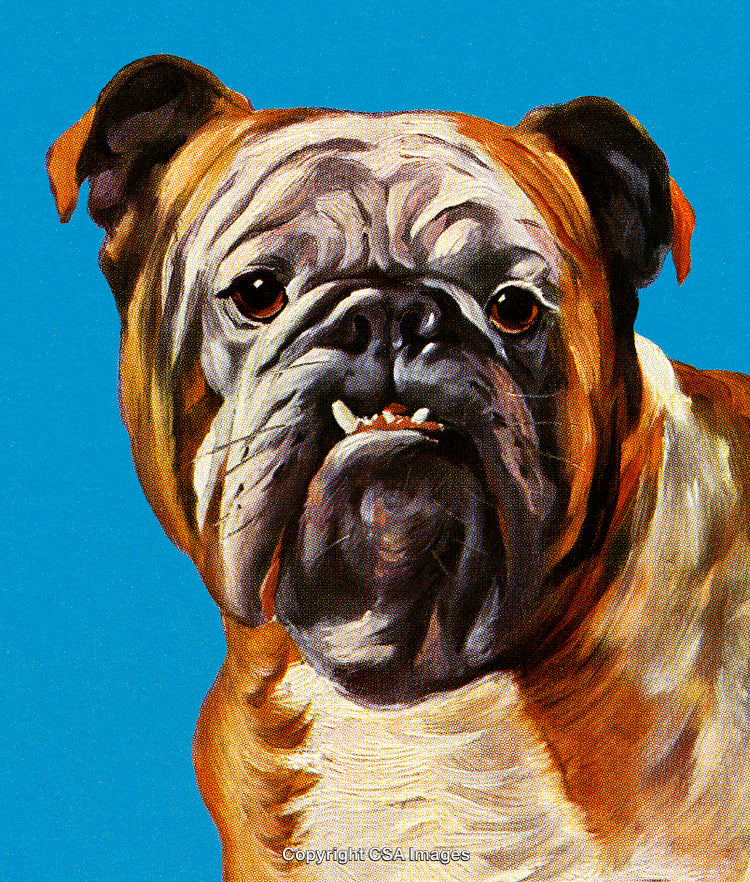 Close-Up of a Bulldog Against a Vibrant Blue Background