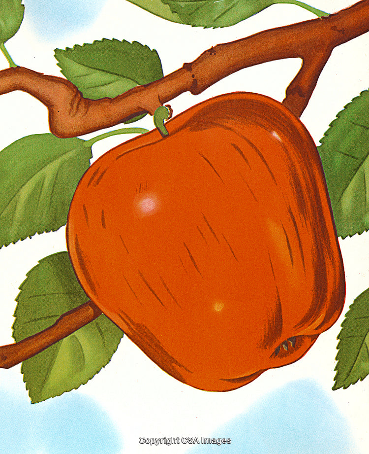 Red Apple on Branch With Green Leaves Under a Clear Blue Sky