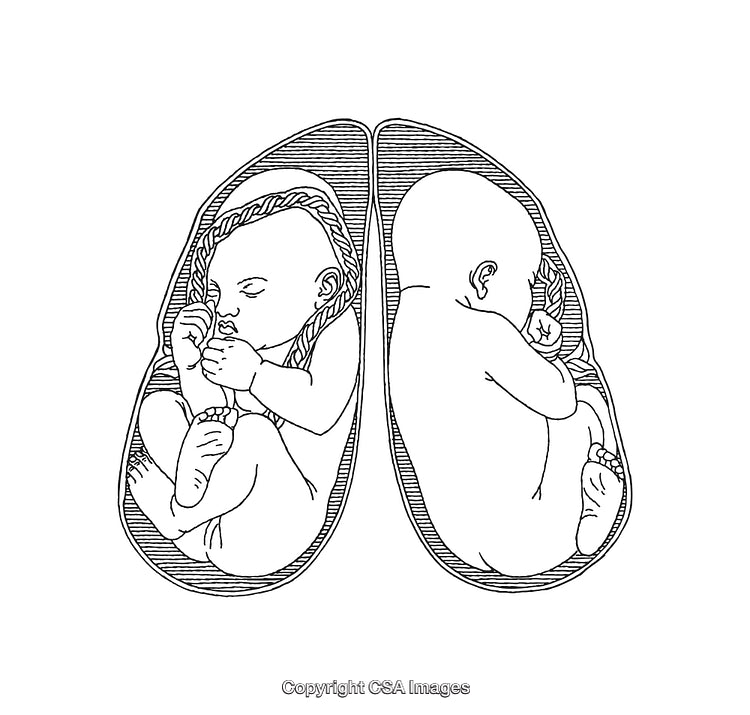 Intricate Line Art of Twins in the Womb Symbolizing Life and Connection