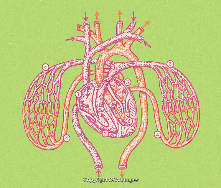 Detailed Diagram of Human Heart and Circulatory System with Labeled Pathways
