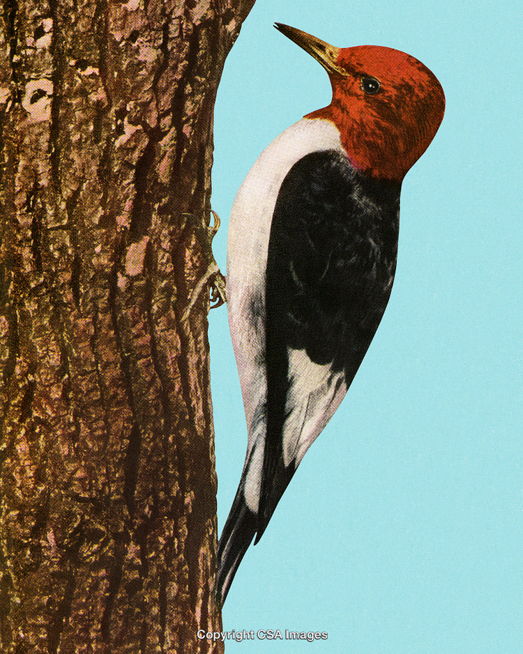 Red-Headed Woodpecker Perched on Tree Trunk with Vibrant Background