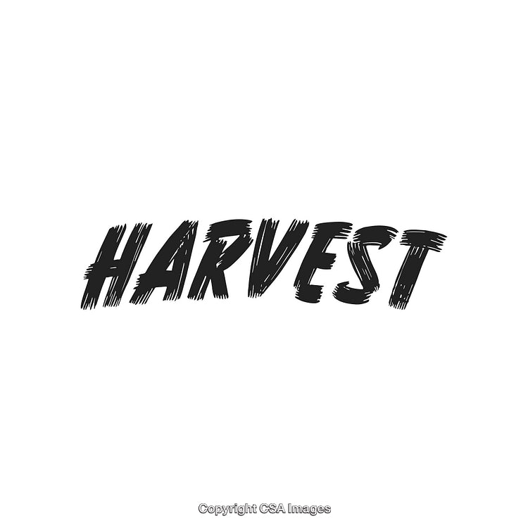 Harvest Word in Textured Black Font on a White Background