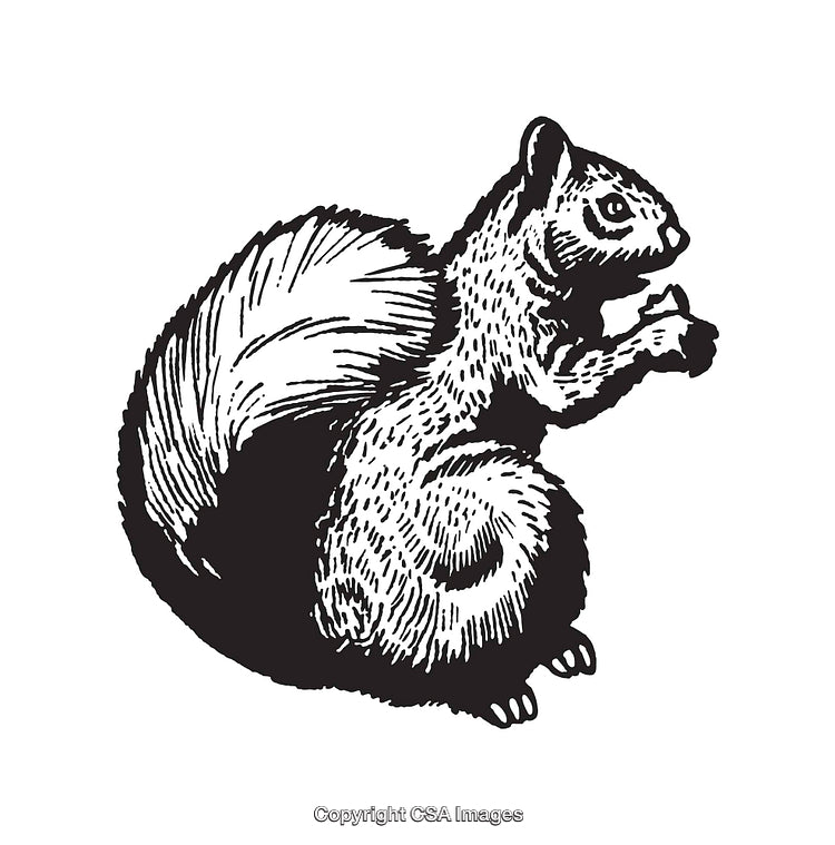 Detailed Black and White Illustration of a Squirrel in Side Profile