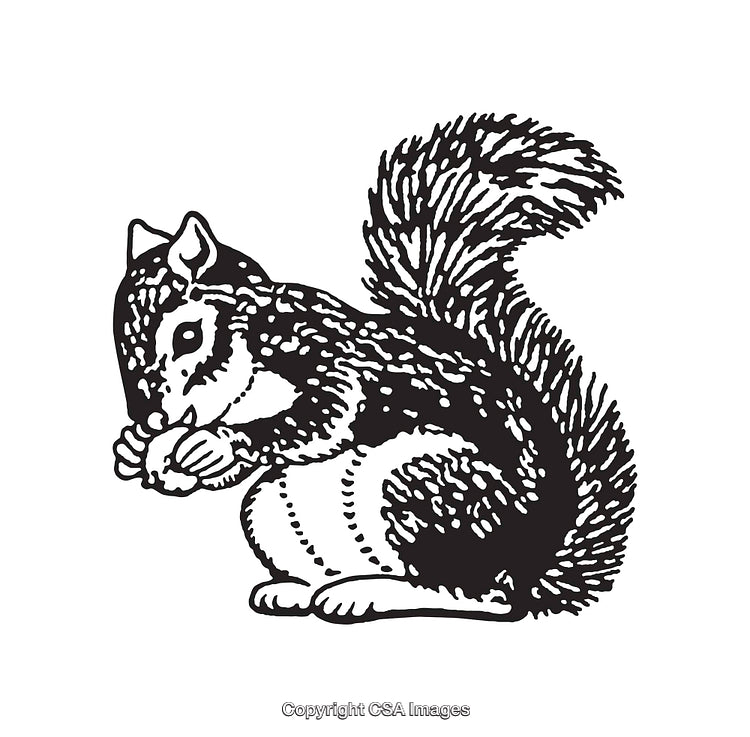 Hand-Drawn Black and White Squirrel Holding Nut Illustration