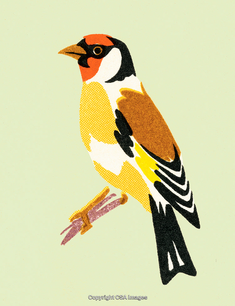 Colorful Goldfinch Illustration on a Soft Green Background