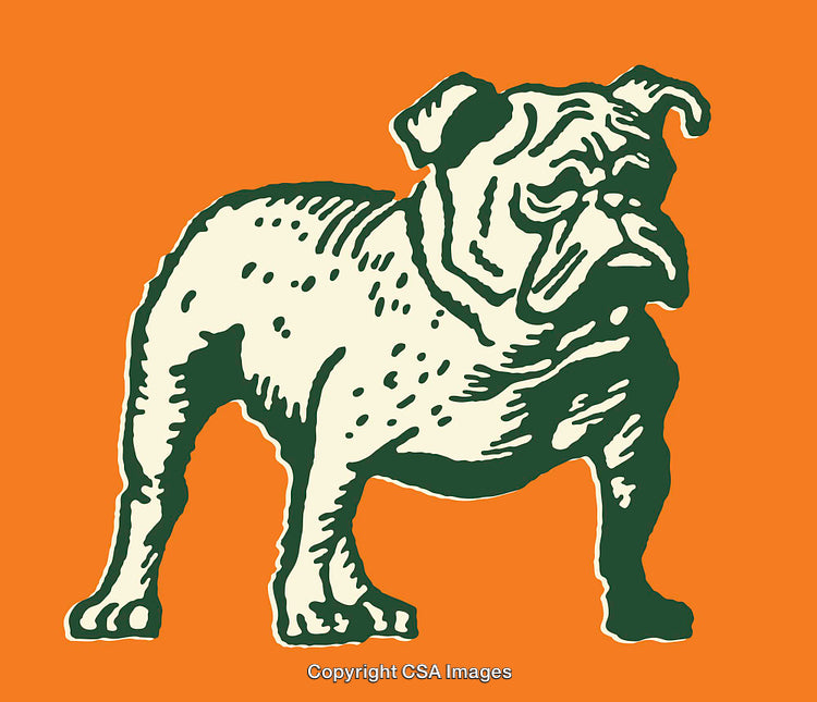 Vintage Style Bulldog Illustration on Bright Orange Background