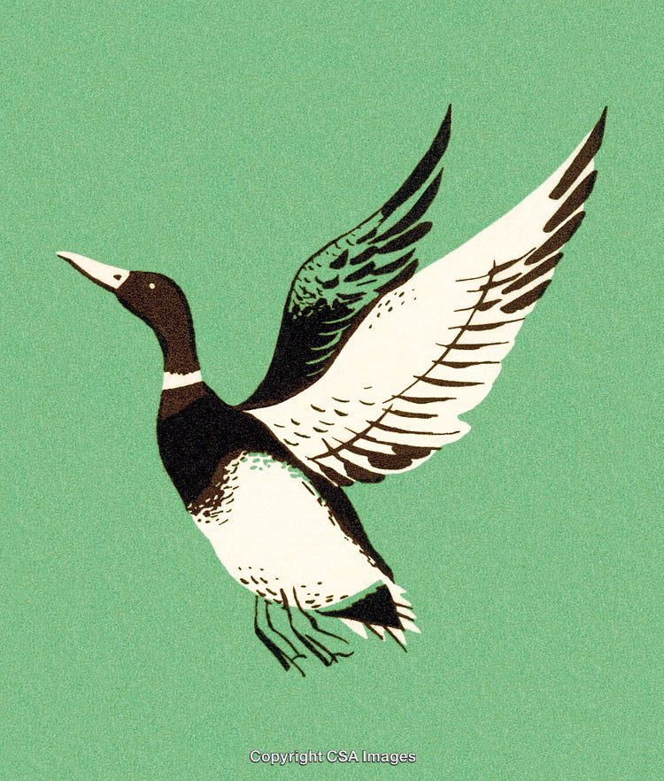 Illustration of a Flying Mallard Duck on Green Background