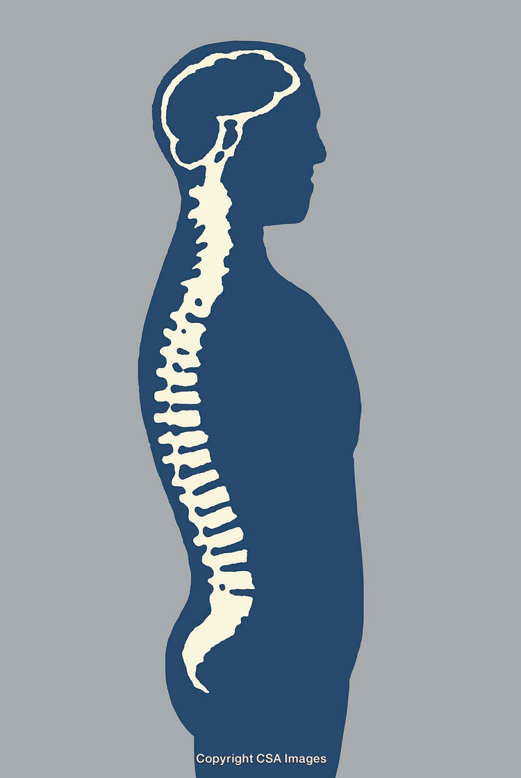 Side Profile Illustration of Brain and Spine Anatomy on a Neutral Background