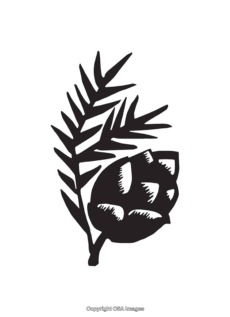 Simple Black And White Conifer Branch and Cone Icon Design