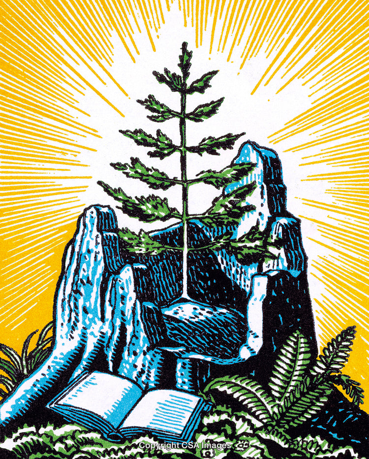 Emerging Pine Tree Among Rocks and an Open Book with Sunlit Background