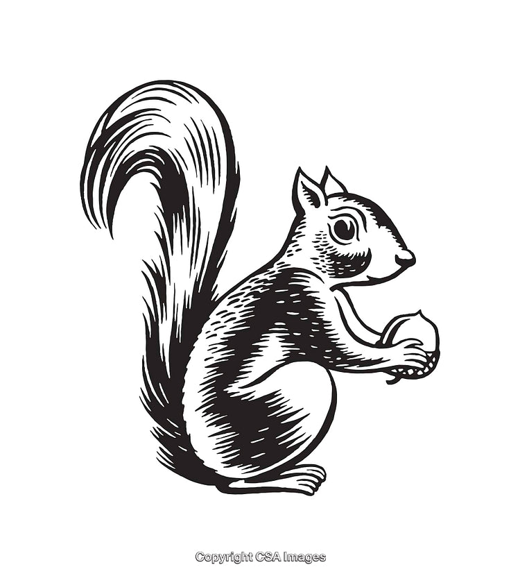 Vintage Black and White Squirrel Illustration Holding a Nut