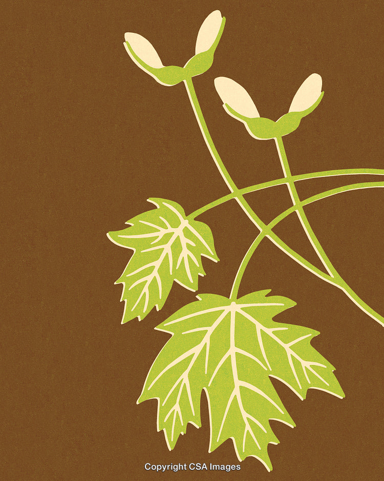Elegant Minimalistic Botanical Illustration with Green Leaves on Brown Background
