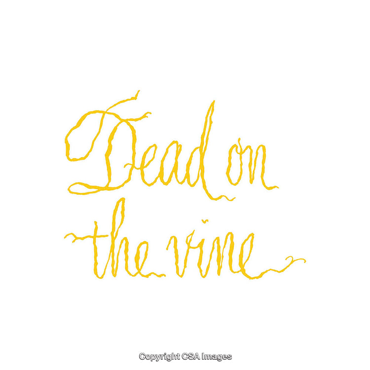 Handwritten Quote in Artistic Yellow Script on a White Background