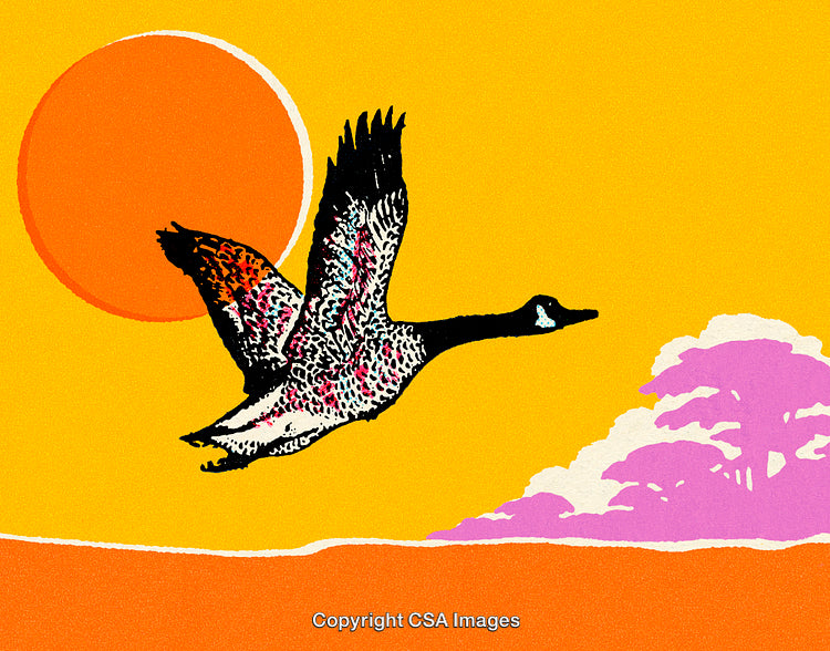 Flying Goose Silhouette Against Bright Sun and Colorful Sky
