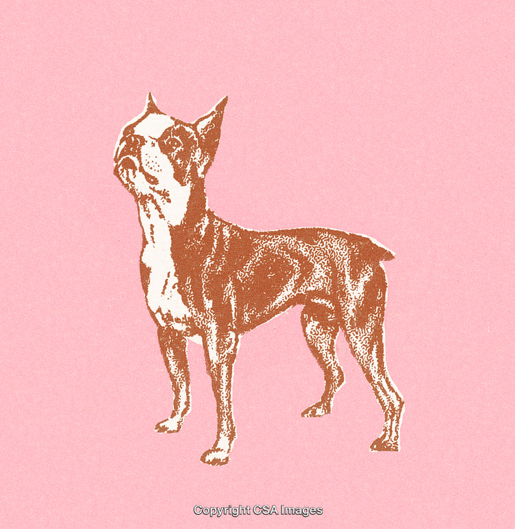 Graphical Illustration of a Dog on a Pink Background