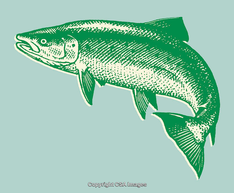 Green Line Art Illustration of a Salmon Fish on Light Background