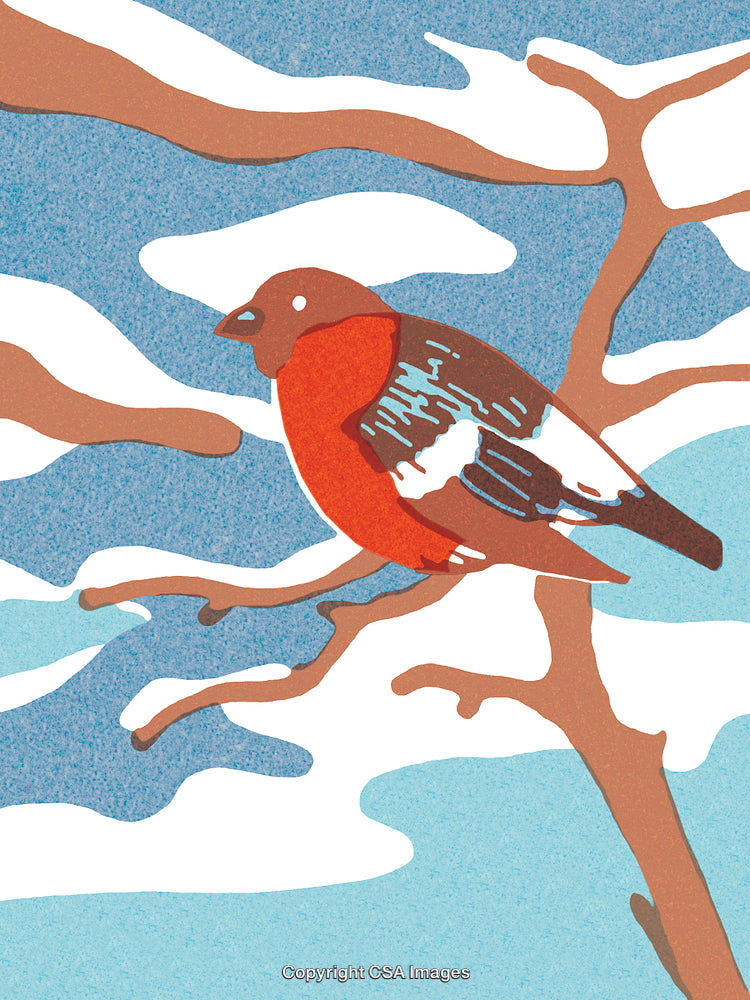 Colorful Bird Resting on a Snowy Tree Branch During Winter