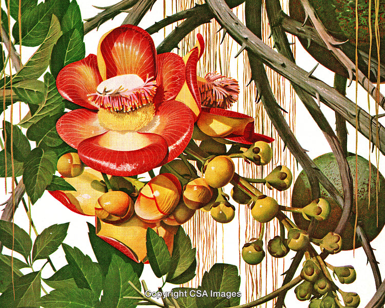Vivid Illustration of Exotic Flowers and Tropical Fruits with Lush Green Leaves