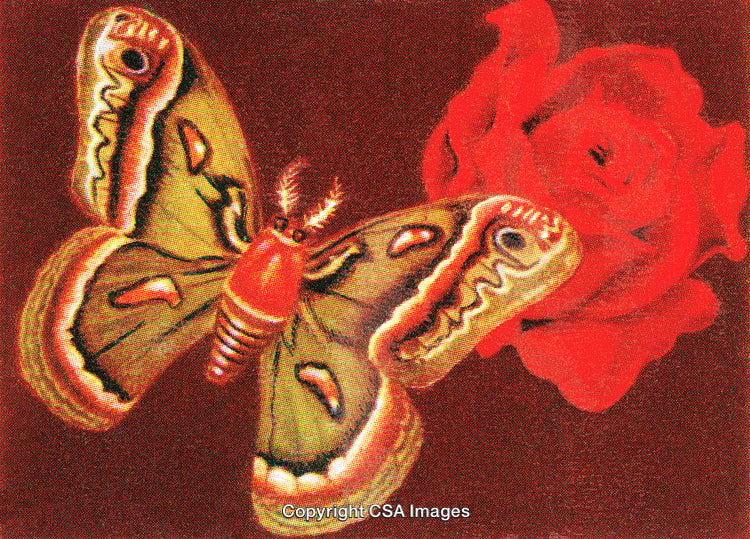 Vibrant Moth Fluttering Near a Beautiful Red Rose on Dark Background