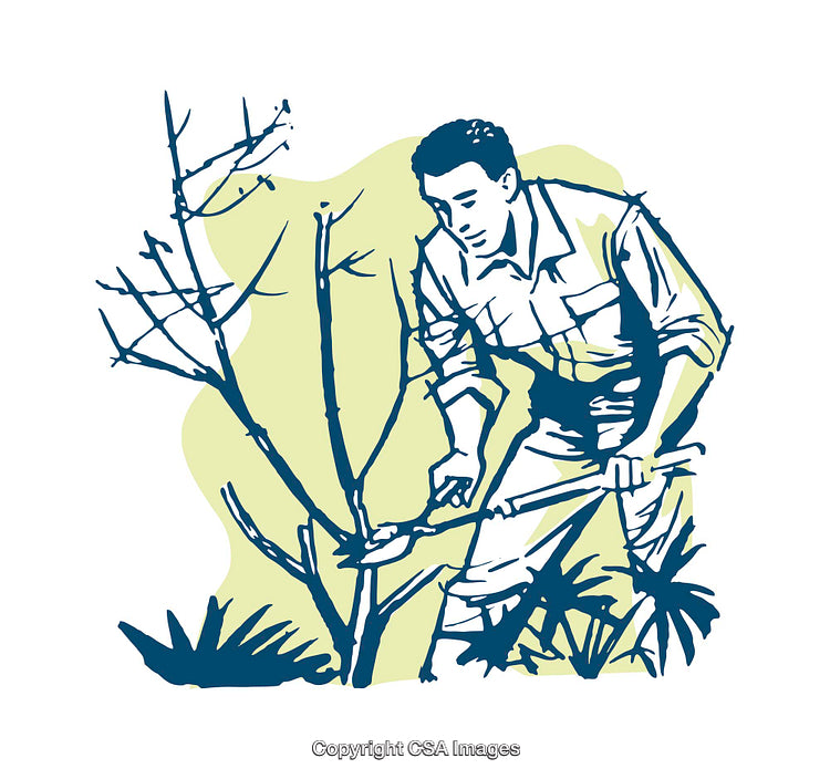 Vintage Illustration of a Gardener Pruning a Tree