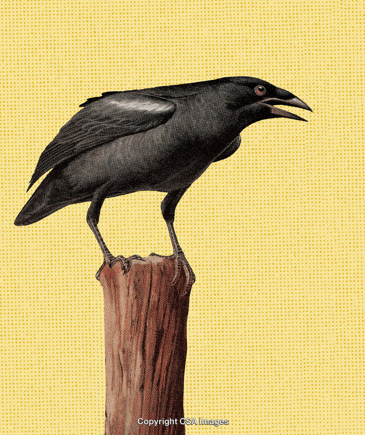 Black Crow Perched on Wooden Post with Yellow Background