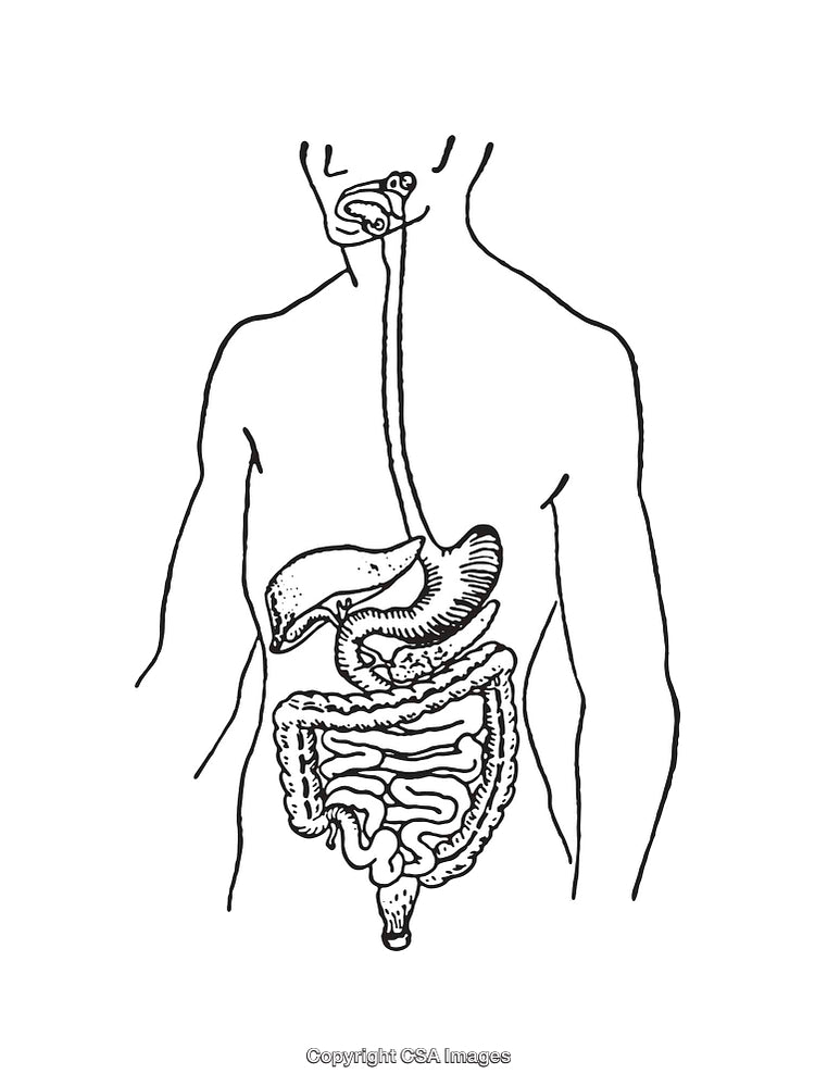 Black and White Diagram of the Human Digestive System Anatomical Illustration