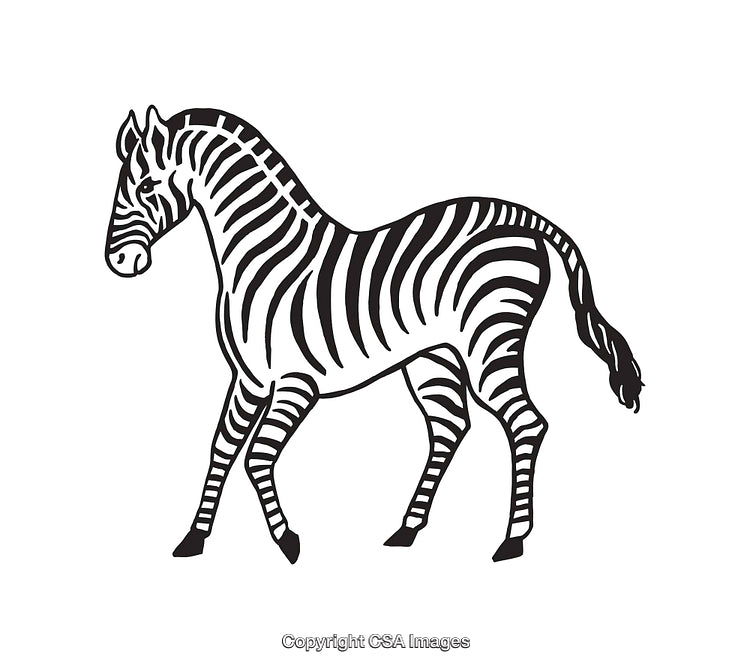 Black and White Line Art Illustration of a Walking Zebra