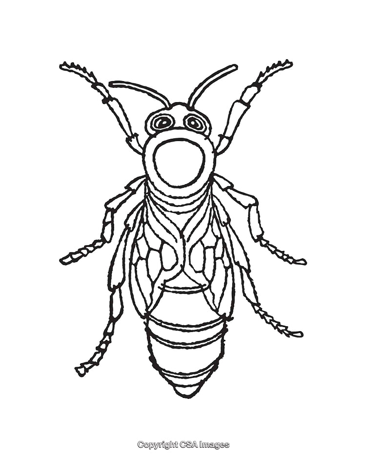 Detailed Black and White Line Art of an Insect Illustration