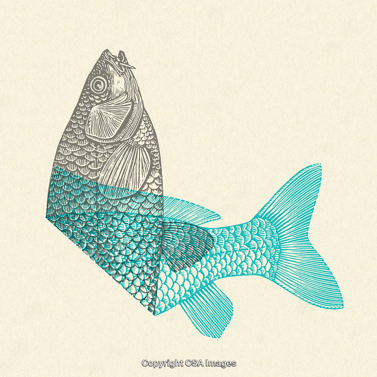 Vintage Stylized Fish Illustration in Dual Black and Teal Ink Design