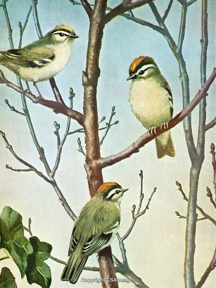 Three Colorful Warblers Resting on Bare Branches in an Outdoor Setting