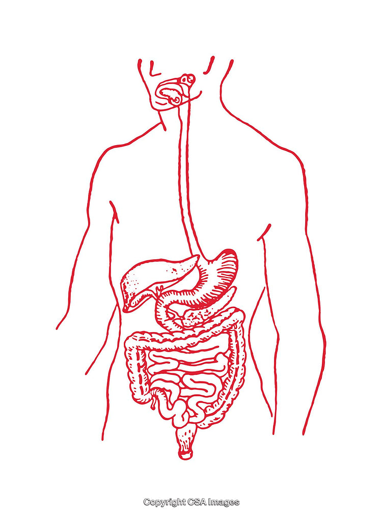Detailed Anatomical Diagram of the Human Digestive System