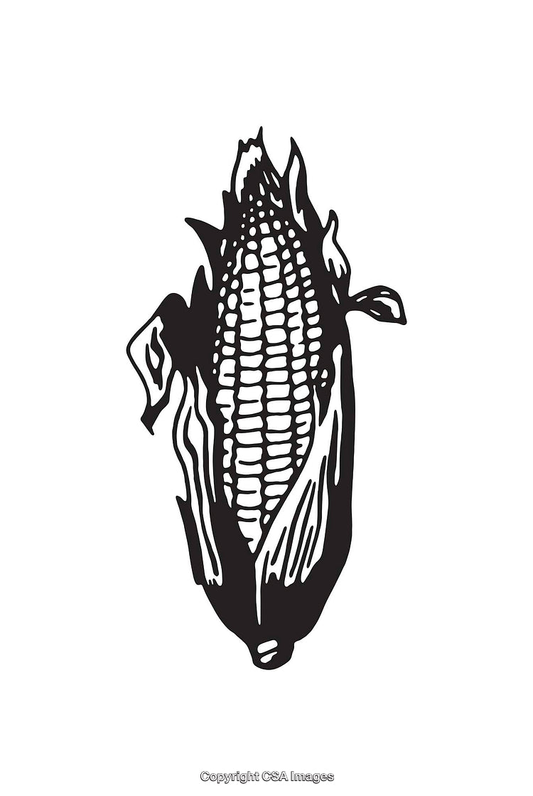 Black and White Line Art Illustration of an Ear of Corn
