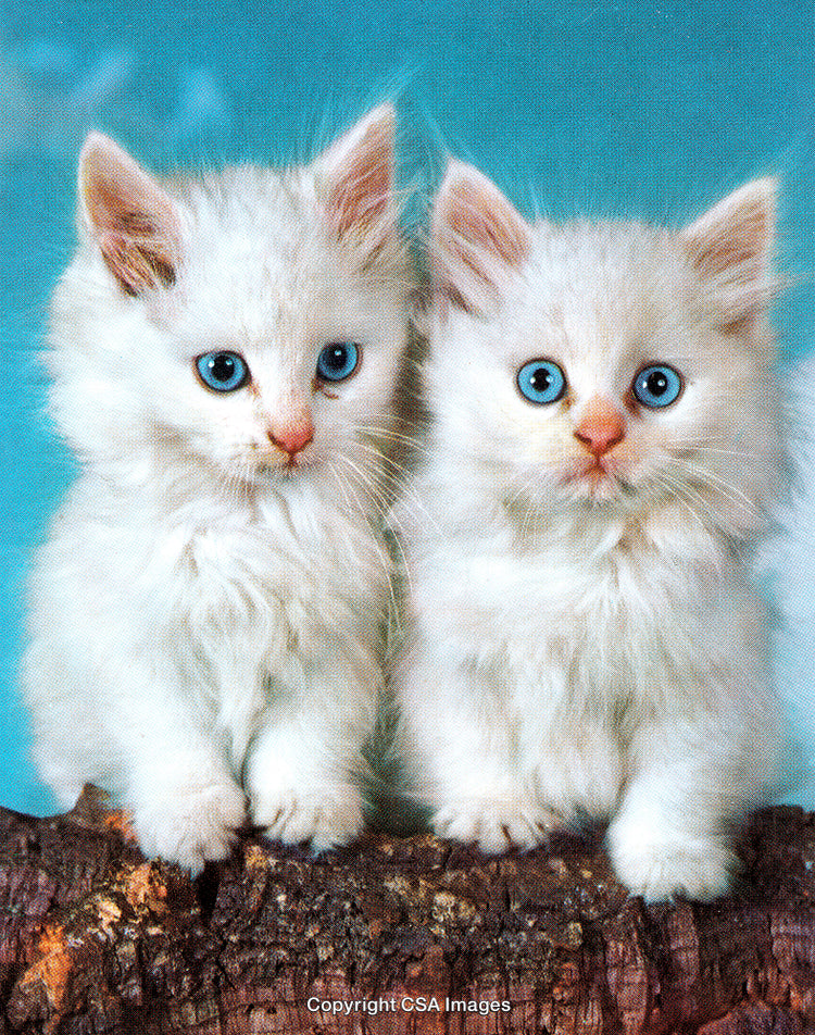 Adorable White Kittens with Blue Eyes Sitting on Wooden Log in Studio