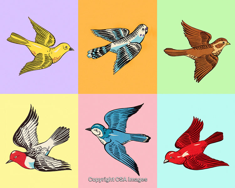 Colorful Vintage Illustrations of Birds in Flight on Vibrant Backgrounds
