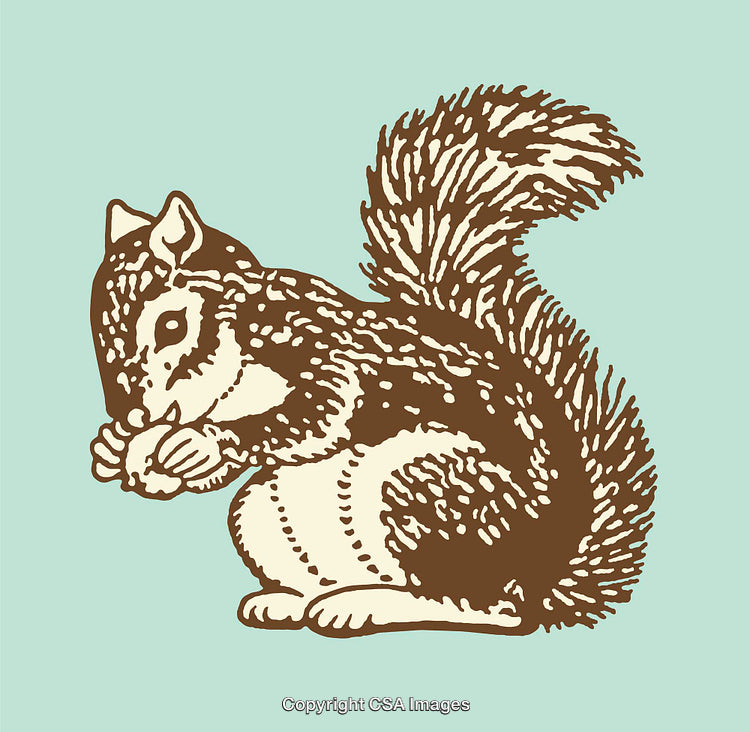 Vintage Line Art Illustration of a Squirrel Eating