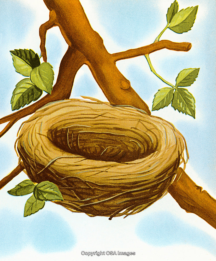 Cozy Bird Nest on a Tree Branch with Leafy Surroundings