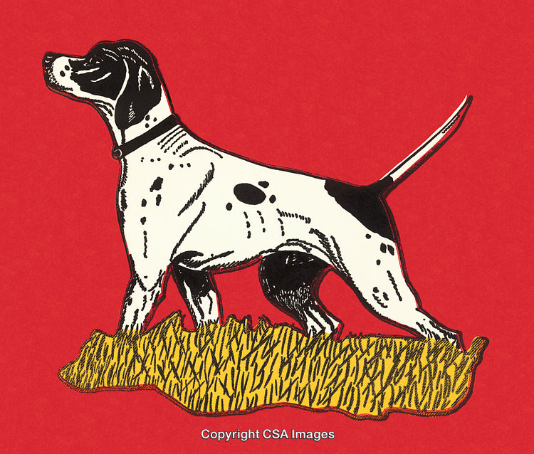 Vintage Illustration of a Pointer Dog on a Bold Red Background