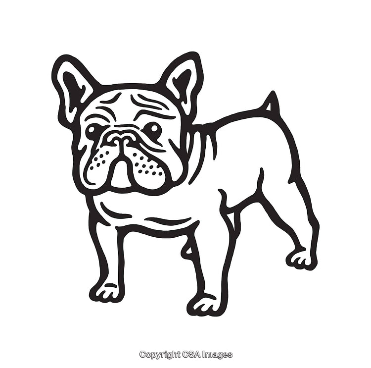Black And White Line Art French Bulldog Illustration