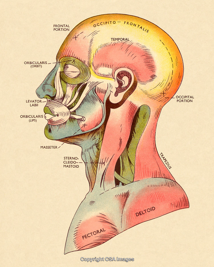 Anatomical Diagram of Human Muscles and Facial Structures in Profile View