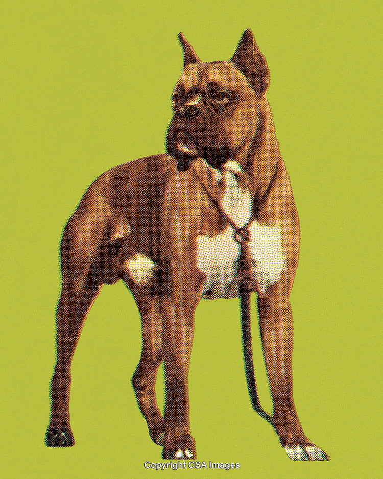 Vintage Stylized Boxer Dog Illustration With a Bold Graphic Texture