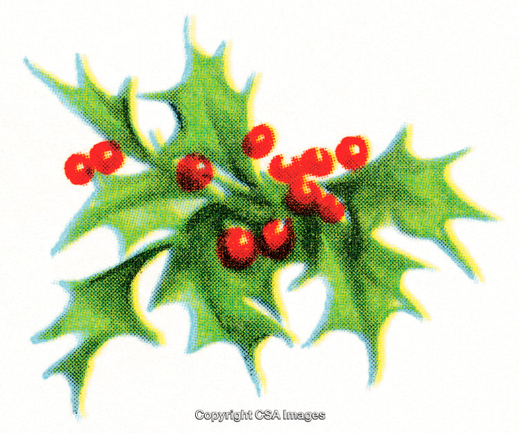 Illustration of Holly Leaves and Berries in Bright Colors on White