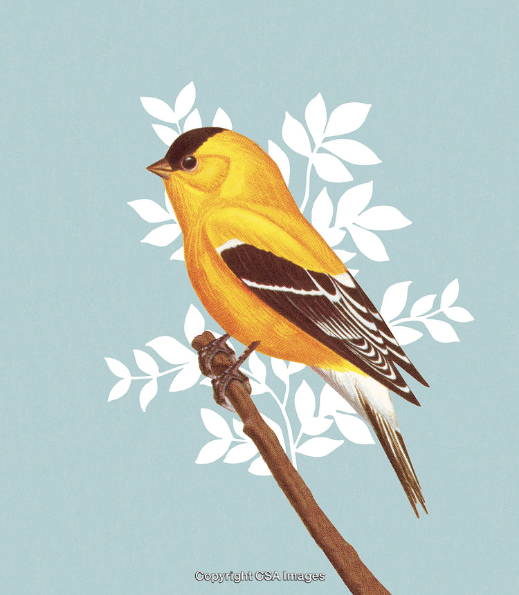 Illustration of a Goldfinch Perched on a Branch with Simplistic White Leaves