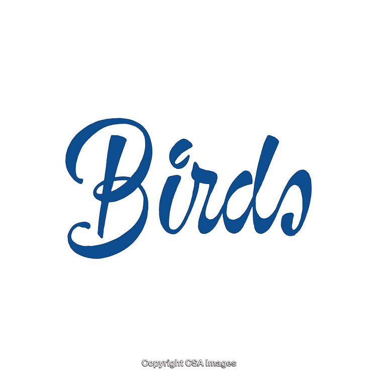 Blue Script Typography of 'Birds' Against White Background