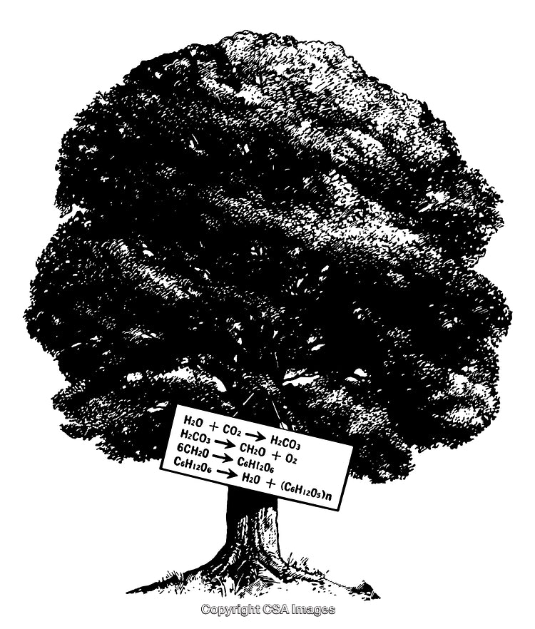 Black and White Engraving of Tree with Photosynthesis Equations