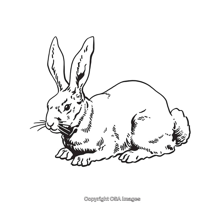 Detailed Black and White Line Art Illustration of a Rabbit