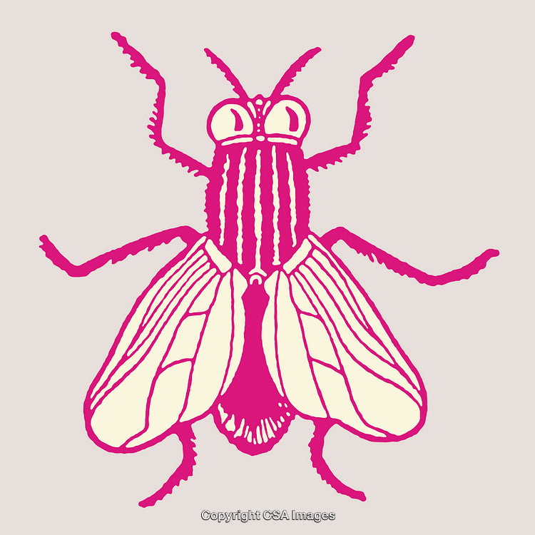 Colorful Line Art Illustration of a Fly in Vivid Colors