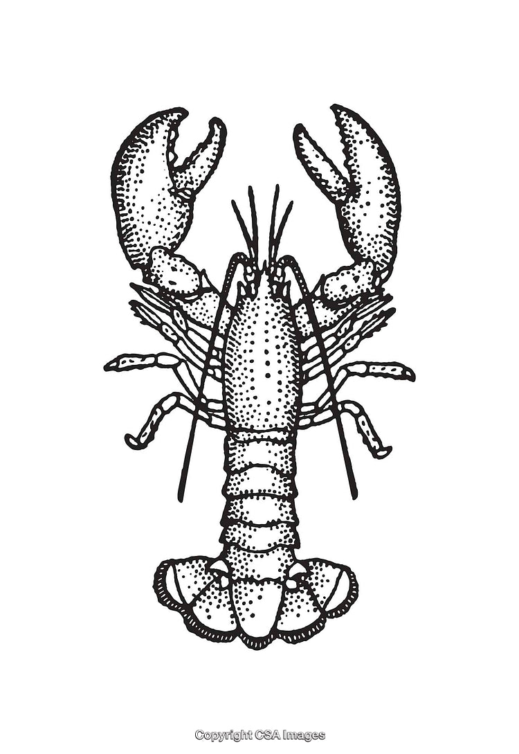 Black and White Lobster Line Art Illustration with Detailed Texture